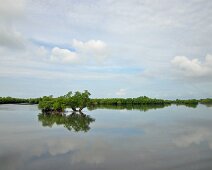 Mangrove Bohol